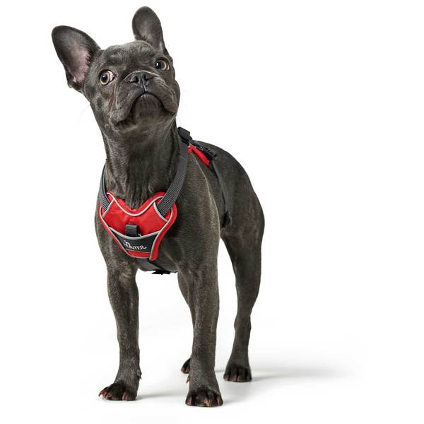 En Hundesele fra Hunter, Divo - Rød/Grå iført rød og sort sele.