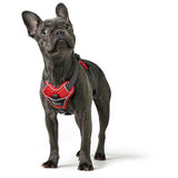 En Divo-hund iført Hundesele fra Hunter - Mørkeblå (hundesele)