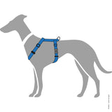 En greyhound i London har en LyseBlå-sele på fra Hunter.