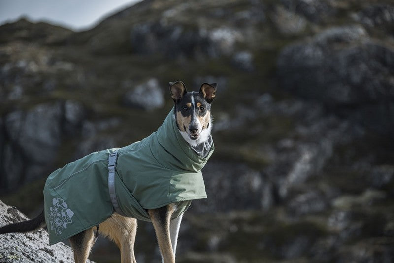 A hunde in a Hurtta - Extreme Warmer Støvet Grøn (ECO Hedge) termiske jakker stående på en sten.