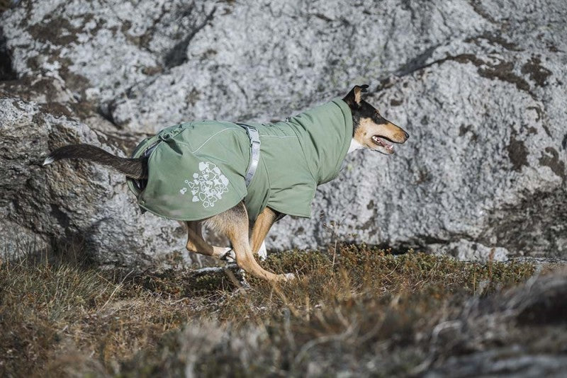En hunde i et Vinterdækken til hunde, Hurtta - Extreme Warmer Støvet Grøn (ECO Hedge) stående på toppen af sten.