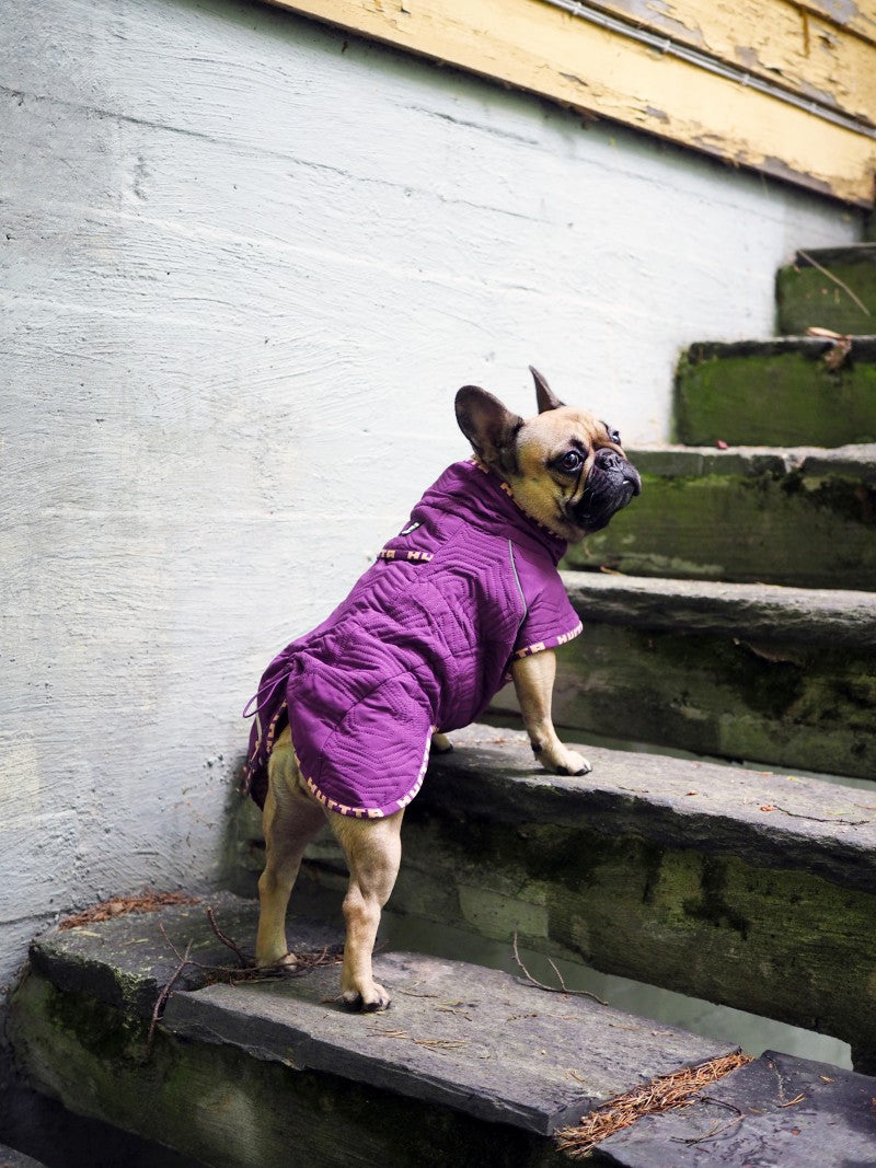 En XL fransk bulldog iført en Hurtta Lilla (Heather) - Casual Quiltet jakke stående på et sæt trapper.