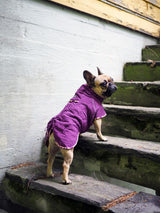 En fransk bulldog stående på et sæt trapper i en Hurtta Blå - Casual Quiltet jakke lavet af vand- og smudsafvisende materiale.