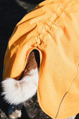 En hund iført en orange Vinterdækken til hunde, Hurtta - Expedition Parka Støvet orange (Buckthorn) in koldt vejr.