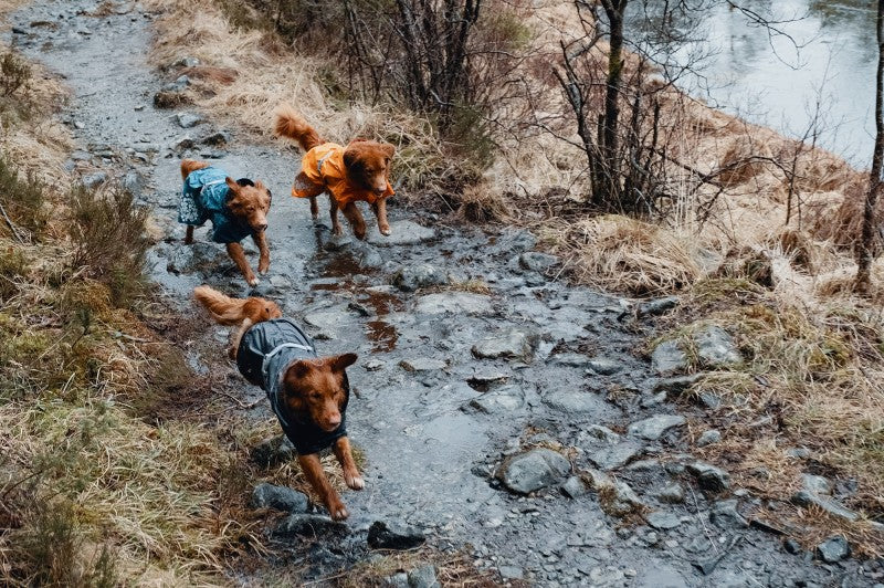 Tre hunde iført Hurttas Regndækken fra Hurtta, Monsoon Jakke Blackberry (sort) går på en mudret sti nær en flod.