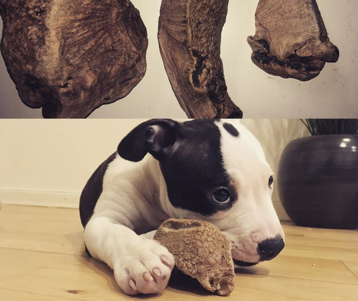 En robust hund leger med en Trærod til hunde - det perfekte tyggeben til alle allergihunde, hunde også hvalpe og - Robust & Splintrer ikke fra Os med kæledyr.