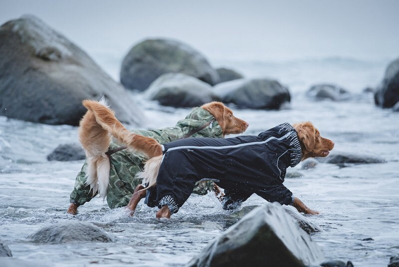 To hunde leger i en Hurtta Downpour-dragt, en vandtæt regnfrakke.