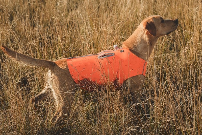 En Hurtta Rambler-hund iført en neoprenvest, der står selvsikkert i højt græs.