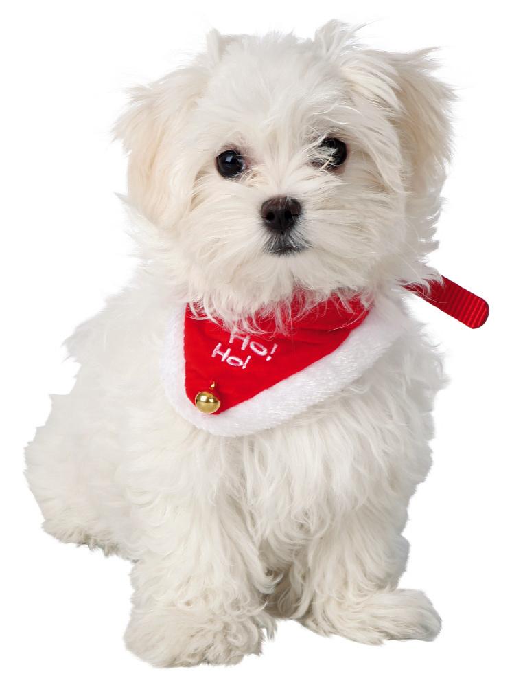 JUL - Julebandana Kat / hund - Hvor kæledyr ville handle - Foderboxen.dk