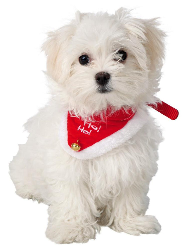 JUL - Julebandana Kat / hund - Hvor kæledyr ville handle - Foderboxen.dk