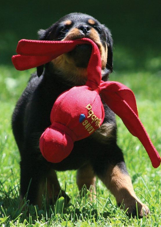 En rottweiler-hvalp leger med et interaktivt Kong Wubba-legetøj.