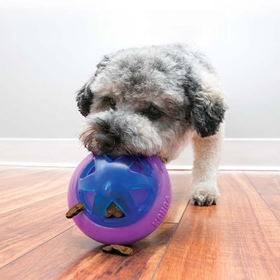 En hund, der leger med et Kong Hopz Foderbold legetøj.