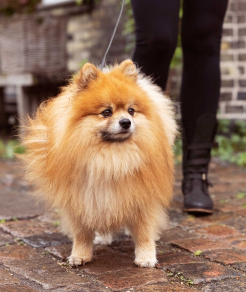 ESSENTIAL finest beef & herb squares (okse & urter) luksus godbid!