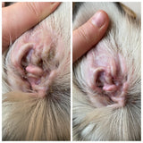Før og efter billeder af en hunds øre ved hjælp af B&B Økologisk økologiske øreplejeprodukter (B&B Ørepleje til hunde og katte).