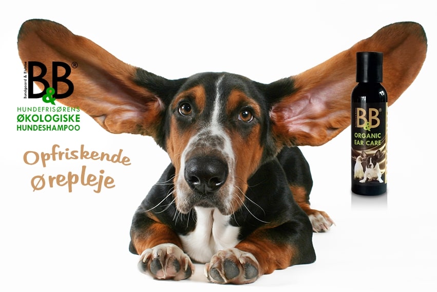 En hund med ørene oppe får en skånsom rengøring ved hjælp af B&B Ørepleje til hunde og katte, en flaske hundeshampoo specielt udviklet til at rense øret. Ejeren anvender omhyggeligt B&B Økologisk.