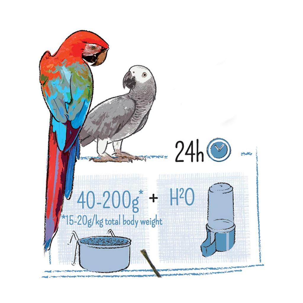 En Witte Molen papegøje står ved siden af en skål Fuglefoder, PUUR papegøjefoder 2 KG.