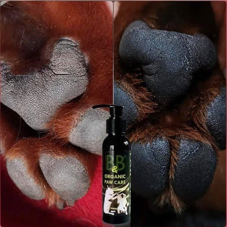 Hundens poter beskyttet og konserveret med B&B Økologisk potepleje 100ml balsam.