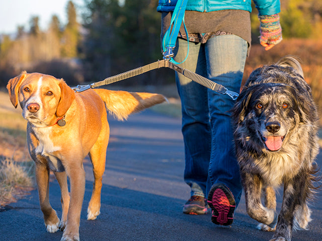En kvinde går to hunde i snor med Ruffwear elastisk koppel, med antishock.