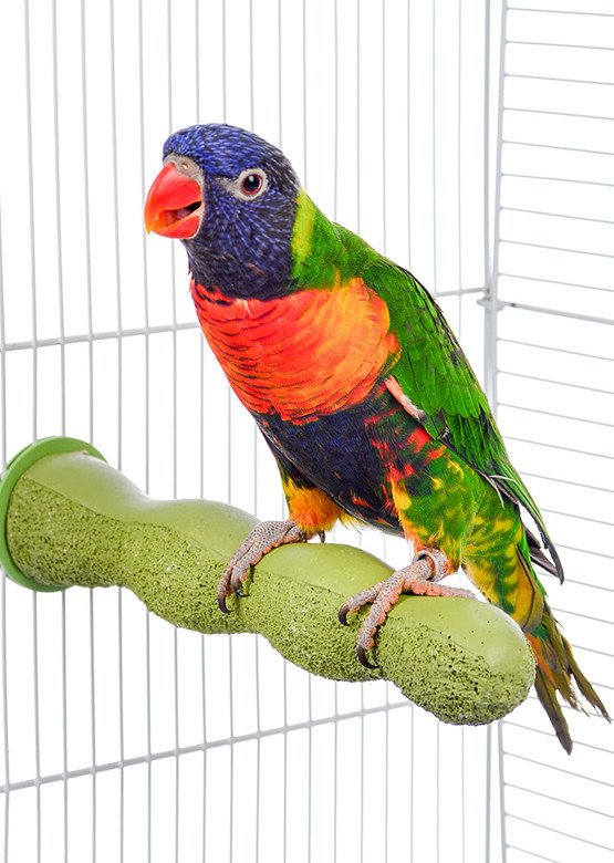 En farverig fugl også Living World papegøjer, der sidder på en grøn Siddepind til fugle og papegøjer i et bur.
