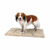 En brun og hvid hund stående på en Trixie Snavs absorberende måtte, beige.