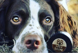 En hund hviler ved siden af en krukke B&B Økologisk hundefoder.