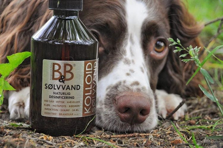 En hund, der ligger i græsset ved siden af en flaske B&B Sølvvand mod sår, rifter, hotspots, kløe, skæl, hævelse mm til hunde.