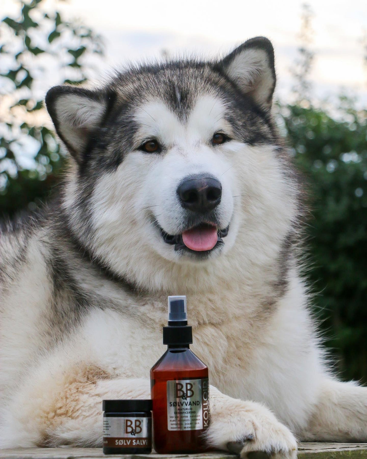 En husky hund ligger ved siden af en flaske B&B Sølvvand mod sår, rifter, hotspots, kløe, skæl, hævelse mm til hunde by B&B Økologisk.