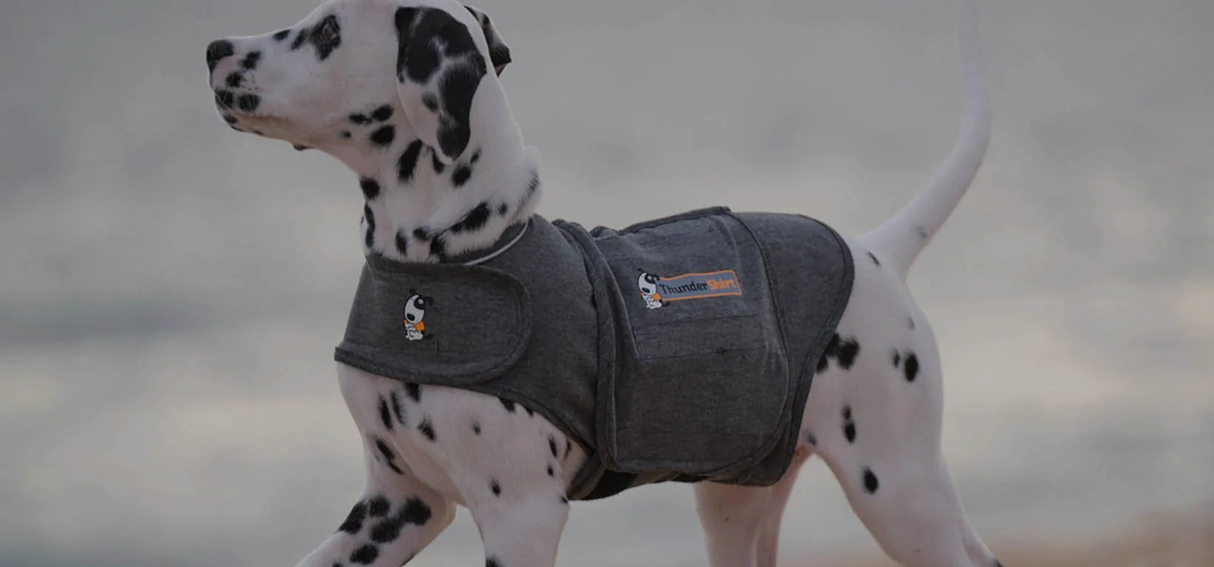 A dalmatian dog wearing a Thundershirt til hunde kan berolige og afhjælpe angst vest.