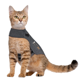 A tabby cat wearing a Thundershirt til hunde kan berolige og afhjælpe angst.