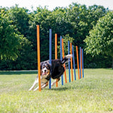 En hund træner gennem et sæt stænger på en mark ved at bruge Trixies Agility Stænger til hunde, 115cm (bestillingsvarer) og efter et træningsprogram.