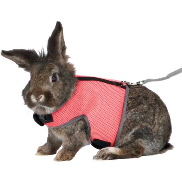 En kanin iført et Trixie seletøj med line til kanin og marsvin i snor.