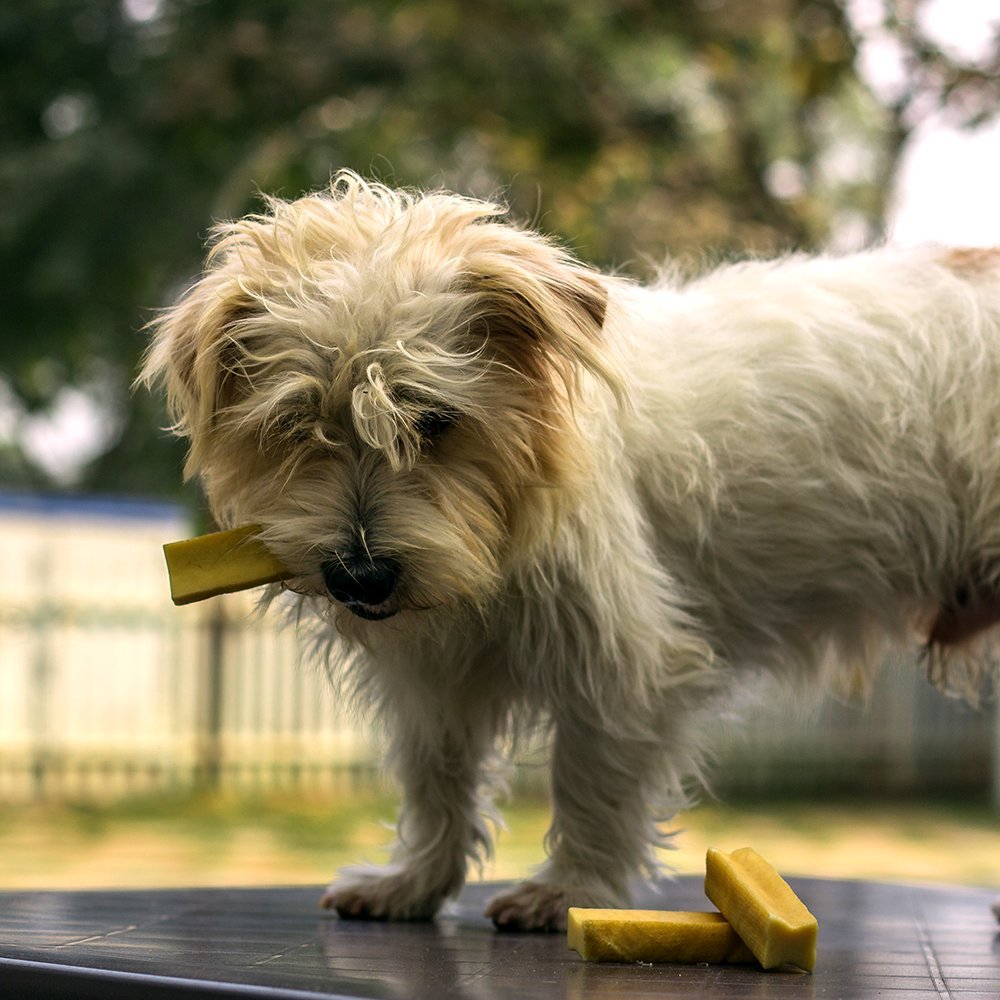 En hund med en Tyggeben, Yak oksemælk - glutenfri, lang tyggetid fra YAKERS DOG CHEW i munden.